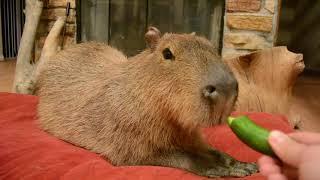 Capybara eats a banana cucumber and corn husk.