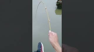 Fishing in the forest and lake in the early morning#Shorts