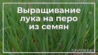 Выращивание лука на перо из семян  toNature.Info