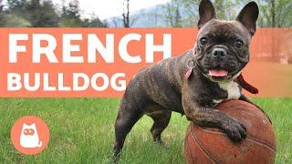 The FRENCH BULLDOG - Training and Care