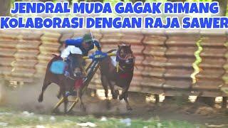 JENDRAL MUDA GAGAK RIMANG DIPASANGKAN DENGAN JUARA JAWA RAJA SAWER  AKANKAH GO MADURA ??