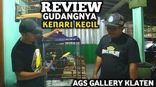 REVIEW koleksi Puluhan kenari kecil di AGS galeri klaten