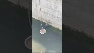 Mancing ikan  Nolong kucing ️ #shorts #kucing #hewan #video #viral