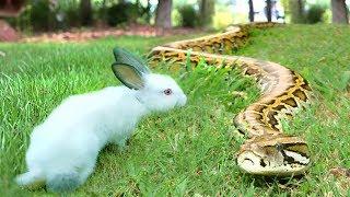 African Rock Python Prowls Outside--Eats a Rabbit