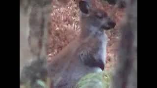 Loch Lomond Wallaby Hunt