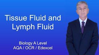 A Level Biology Revision Tissue Fluid and Lymph Fluid