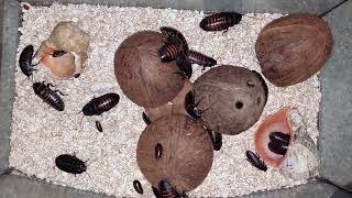 Уборка у тараканов Мадагаскарский шипящий таракан Огромные тараканы