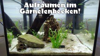 Neugestaltung des Garnelen-Aquariums – zu viel Pflanzen zurückgeschnitten?