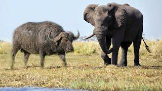 Angry Buffalo attacks the Elephant King- Wild Animals Fights