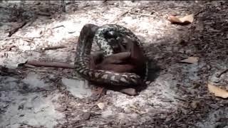 Giant Bat vs. Python Fight to The Death - Most Terrible Battle of Flying Fox