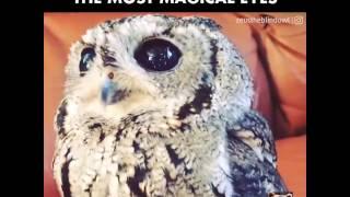 This Blind Owl Has the Most Magical Eyes - Watch