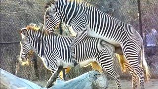 Zebra mating  funny zebra crossing  animals sexual reproduction  animals mating
