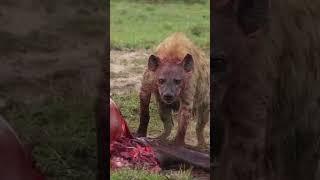 Hyena Feasting  Great Plains Conservation  #wildlife #safari #hyena
