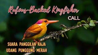 Raja Udang Punggung Merah alias Rufous-Backed Kingfisher ceyx rufidorsa dengan suara panggilannya