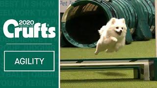 Watch Fling the German Spitz smash the agility course  ​Crufts 2020