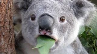 koala sound effect - sound of kaola bear screaming