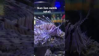 Lion fish cantik cocok buat koleksi nih...