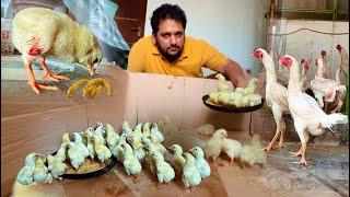 Day 2 Chicks Update How to Start Chicken Farming At Home 1 Choza Zakhmi Ho gya  Hsn Entertainment