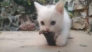 A small kitten hunts a mouse. The kitten has a whole mouse. A predator will grow from a kitten