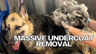 BEST Undercoat REMOVAL EVER