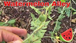 Growing Watermelon In Small Spaces  Tommy Bites Homestead Gardening In Small Spaces