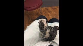 #16 WATCH A PARROT BABY GROW UP TIMNEH AFRICAN GREY BABY