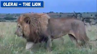 Olerai - The Lion  Massive Maasai Mara Lion  HUGE MALE LION