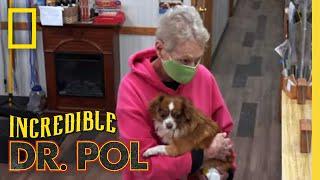 Treating Two Dogs with Leg Injuries  The Incredible Dr. Pol