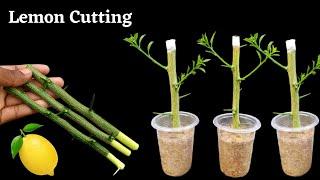 How to propagate lemon tree from cuttings  grow lemon tree cutting