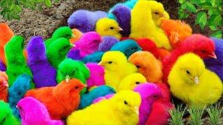 Tangkap Ayam LucuAyam Warna WarniAyam rainbowAyam Pelangi BebekkucingKelinciDunia Hewan Lucu