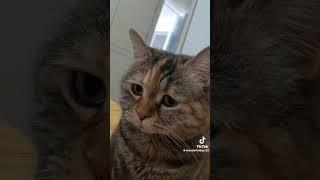 #cats #catsoftiktok #catlover cat #tiktokvideo #animallover #catvideos cat