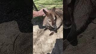 Petting and Feeding Wallabys