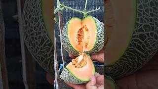 Melon Harvesting #melon #v87garden #shorts #harvesting