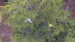 Drone Rescues Another Drone From A Tree