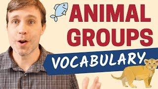 20+ ANIMAL GROUP NAMES  Useful Vocabulary Lesson