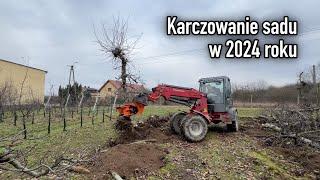 Karczowanie sadu  wyrywanie drzew z korzeniami w 2024 roku