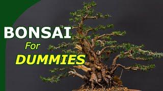 Starting with bonsai made easy An overview to start growing bonsai