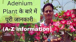 Adenium Plant Care  Full information  Desert Rose  All about Adenium  Rooftop Organics