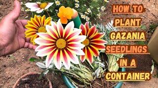 How to Plant Gazania Seedlings in a Container#gazania #gardening #containergardening #gardeningtips