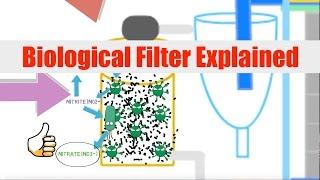 Biological Filtration Explained  Ask The Aquaponics God