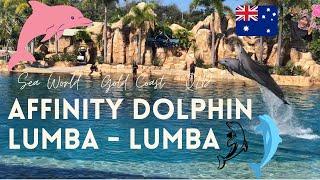 ATRAKSI LUMBA - LUMBA DI AUSTRALIA   Affinity Dolphin Presentation  Gold Coast