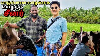 மாடு இடிச்சிருக்கும் பால் கறந்த சீனாக்காரர் Jaffna Village Lifestyle  Tamil Vlogs  Alasteen Rock