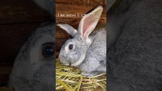 Раніше я їх їла. Зараз- не можу.Це ж як кота їсти.. #rabbit #beemama #shorts #кролик