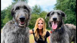 WOLF KILLERS? - The Scottish Deerhound