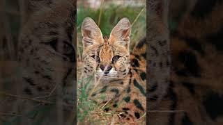 Happy 12th Birthday Jua Send your birthday wishes for our gorgeous serval in the comments