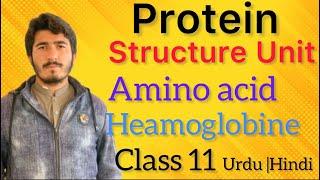 Protein Structure andComposition in Class11