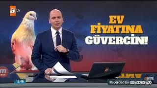 Şebab güvercin 18 Ocak 2019