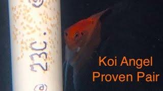 High Quality Koi Angelfish Proven Breeding Pair