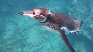 Diving Galapagos HD