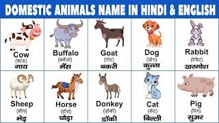 Domestic animals name in hindi and english with pictures  पालतू जानवरों के नाम हिंदी और इंग्लिश में